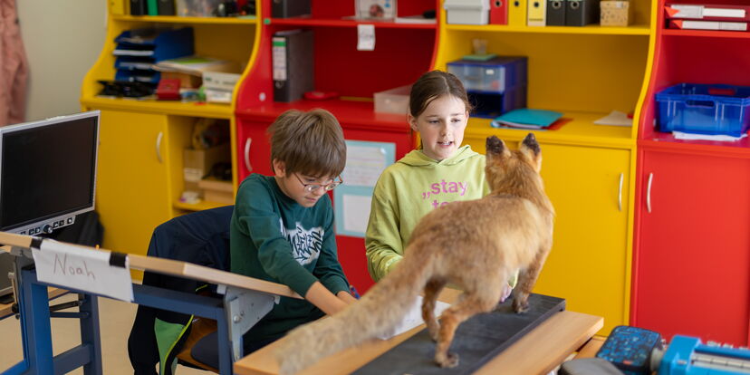 In einem Klassenraum untersuchen zwei Schülerinnen einen ausgestopften Fuchs.